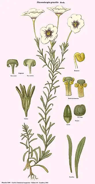 Description de l'image Nierembergia gracilis (Curtis).jpg.