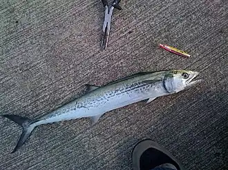 Scomberomorus niphonius