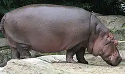 Hippopotame