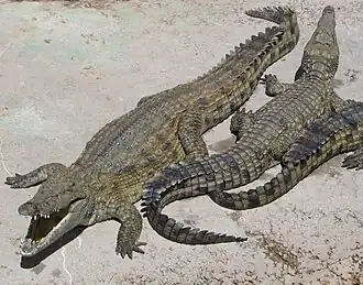 Crocodile du Nil (Crocodylus niloticus, Crocodylidae)