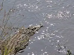 Un crocodile.