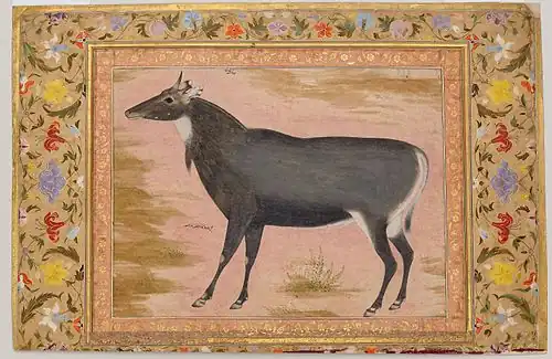 Une antilope Nilgaut, aquarelle opaque réalisée sous le règne de Jahangir (1605–27). Album de Shah Jahan. Metropolitan Museum of Art, New York.