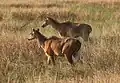 Femelles dans le parc national de Velavadar, état du Gujarat