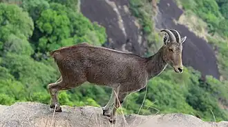 Hemitragus hylocrius