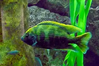 Mâle au zoo de Francfort-sur-le-Main.