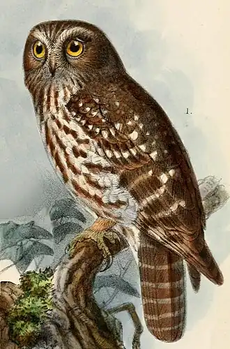 Description de l'image Ninox boobook fusca Keulemans.jpg.