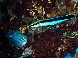 Aspidontus taeniatus.