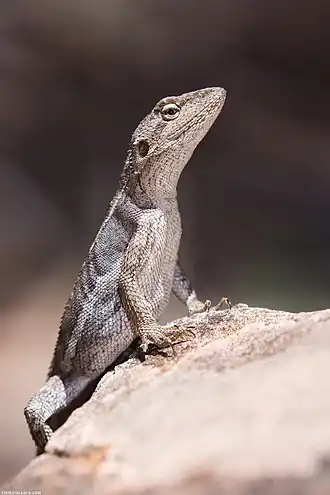 Description de l'image Nobbi imported from iNaturalist photo 149373508 on 26 January 2022.jpg.