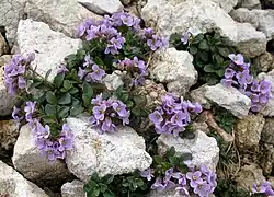 Petites fleurs aux pétales violets plantées entre des cailloux.