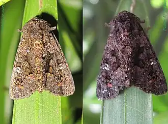 Description de l'image Noctuidae-Euplexia borbonica-L20mm-08-11.jpg.