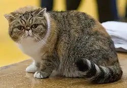 Exotic shorthair écaille de tortue tabby et blanc