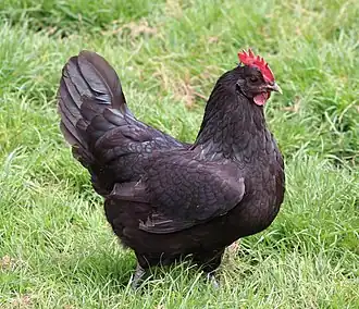 Une poule Poule de Janzé.