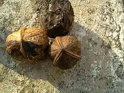 Noix commune atypique (trivalve, au centre).