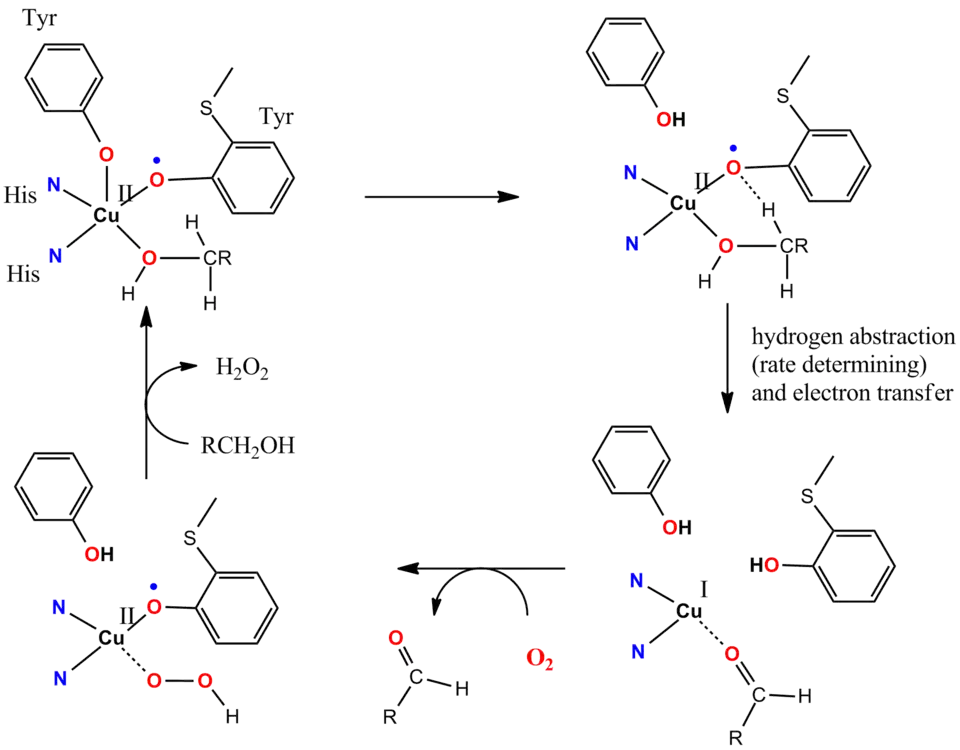 Cycle catalytique de la galactose oxydase&nbsp;(en).