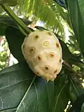 Noni de Tahiti.
