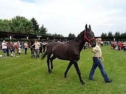 Cheval noir vu marchant de profil, tenu en main par un homme.