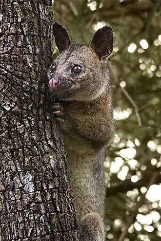 Description de l'image Northen brushtail possum.jpg.
