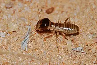 Description de l'image Northern Harvester Termite (Hodotermes mossambicus) (6856939924).jpg.