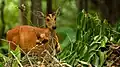 Cerf aboyeur femelle (biche Muntiacus muntjak vaginalis)