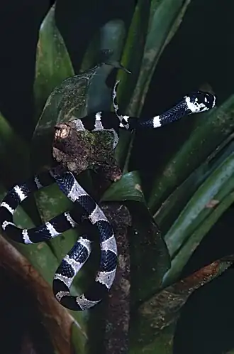 Description de l'image Northern Snail-eater (Dipsas pavonina) (14091270646).jpg.