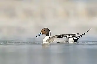 Un canard pilet sur le lac Taudaha&nbsp;(ne), dans la vallée de Katmandou (Népal).