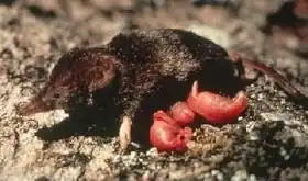 Description de l'image Northern water shrew with young.jpg.