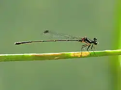 Nososticta fraterna (Protoneuridae).
