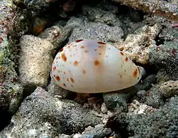 Ransoniella punctata immature