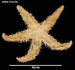 Notasterias armata (USNM).
