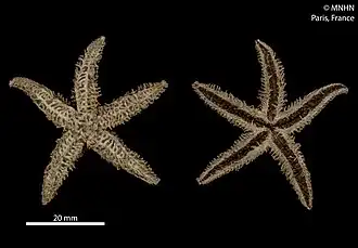 Notasterias bongraini (MNHN).