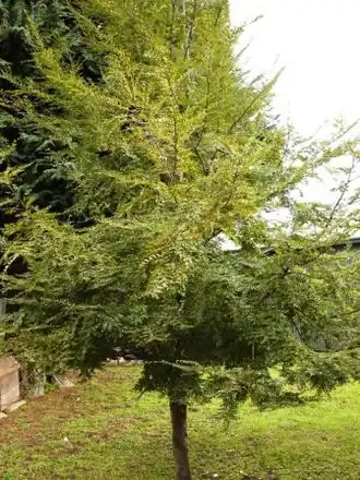 Description de cette image, également commentée ci-après