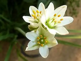 Description de l'image Nothoscordum borbonicum, blomme, Pretoria, a.jpg.