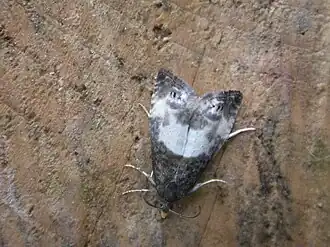 Description de l'image Notocelia cynosbatella1Notocelia cynosbatella.jpg.