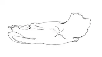Description de l'image Notoceratops mandible.jpg.