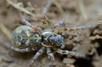 Description de l'image Notocosa bellicosa 9287169.jpg.