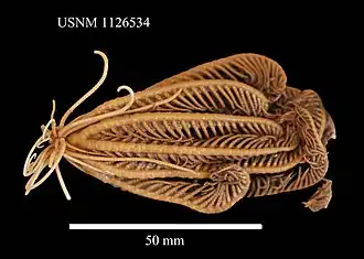 Notocrinus virilis, une Notocrinidae