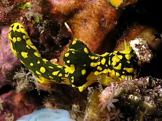 Description de l'image Notodoris gardineri nudibranch Nick Hobgood.jpg.