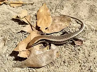 Description de l'image Notomabuya frenata.jpg.