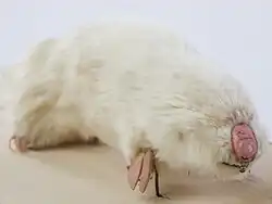 Taupe-marsupiale du SudNotoryctes typhlopsNotoryctidae