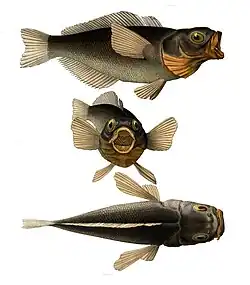 Notothenia sp. vu sous différents angles.