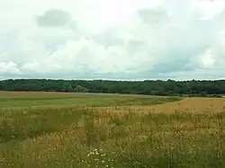 Photographie en couleurs d'un paysage de grands champs avec une forêt à l'arrière-plan.
