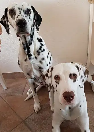 Dalmatiens.