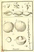 Planche de Charles Pumier.