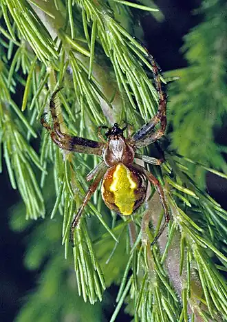 Description de l'image Novaranea laevigata-Native Orbweb Spider (NZAC06001388).jpg.