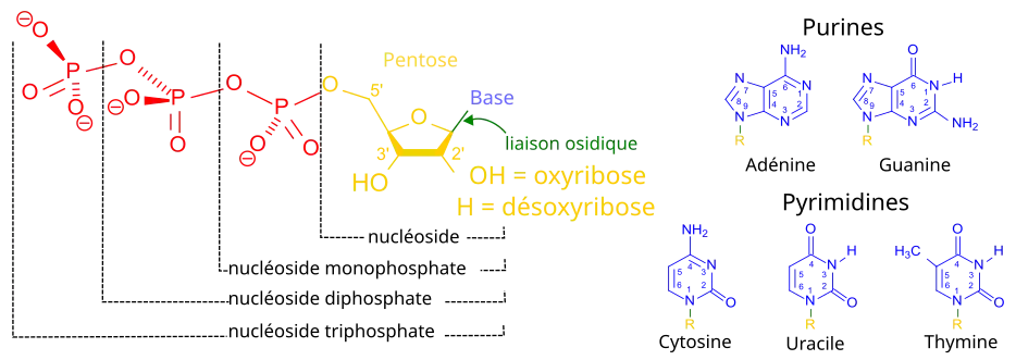 Nucléotides, nucléosides et bases nucléiques