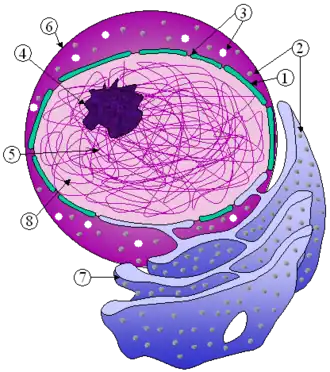 Description de l'image Nucleus ER.png.