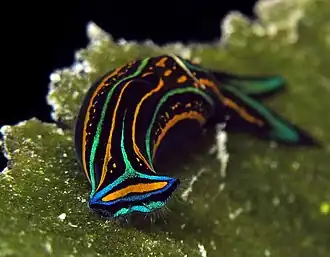 Description de l'image Nudibranch - Chelinodura hirundinina 17 good 3.jpg.