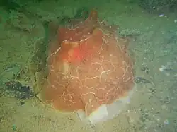 Pleurobranchus testudinarius