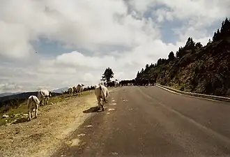 Bovins et chevaux sur la route à 1&nbsp;km de l'arrivée.