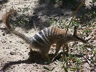 Description de l'image Numbat gnangarra 03.jpg.